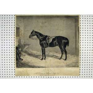   1830 Black Horse York Hunter Westwood Ackerman Print