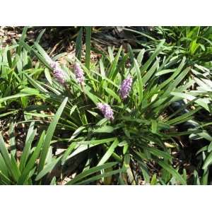   Liriope m. Silver Midget {50 Bare Root plants} Patio, Lawn & Garden