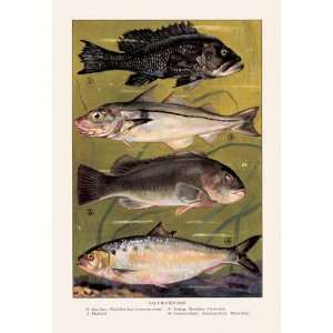  Saltwater Fish #3 28x42 Giclee on Canvas