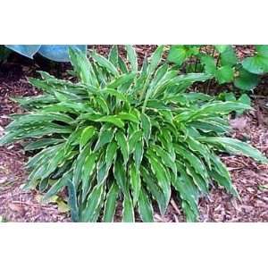  Hosta Stiletto   Hardy   Shade Lover   Potted Patio, Lawn 