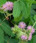 100 Seeds Mimosa pudica Touch Me Not Shy Plant