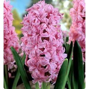   Chestnut Flower Hyacinth 3 Bulbs   Ruffled Patio, Lawn & Garden