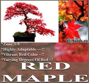 RED MAPLE Tree Seeds A. rubrum EXCELLENT for JAPANESE BONSAI ~ SUN 