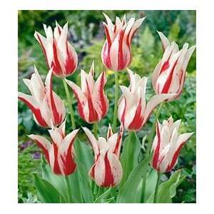  Tulip   Lily Flowering   Marilyn Patio, Lawn & Garden
