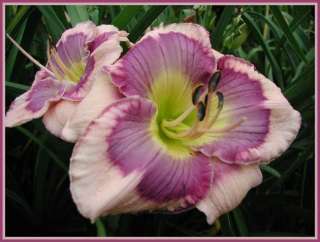 YESTERDAY,TODAY AND TOMORROW DF B9A Carpenter,J DAYLILY  
