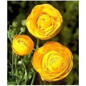  Ranunculus   Tecolote®   Gold 5 bulbs Patio, Lawn 