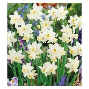  Daffodil   Jonquilla   Sailboat Patio, Lawn & Garden