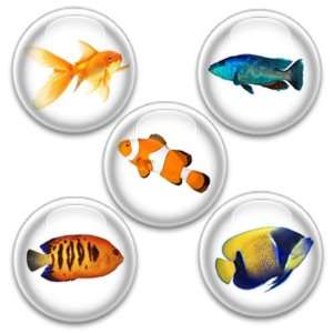    Decorative Magnets or Push Pins 5 Big Fish