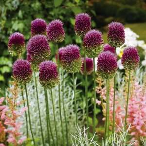  Captivating Color changing Drumstick Alliums   Fall Bulbs 