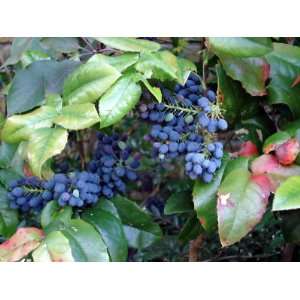  Oregon Holly Grape, Mahonia Aquifolium, Shrub 3 Seeds 