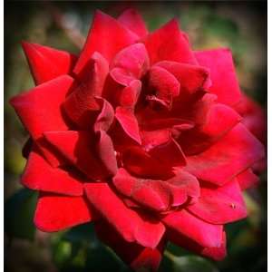  Black Ice Rose Seeds Packet: Patio, Lawn & Garden