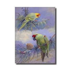 Carolina Parakeet Thickbilled Parrot Giclee Print