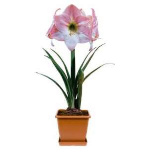  Potted Amaryllis Apple Blossom Patio, Lawn & Garden