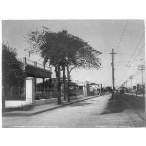   of Havana,Cuba,c1904,telephone poles,street,trees