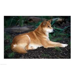  Close up of a dingo sitting in a forest (Canis dingo 