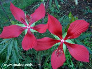 15+ Texas Star Red Hibiscus Seeds, Bog or Garden Plant!  