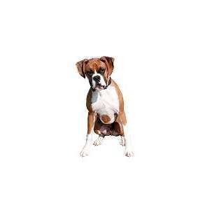  Boxer Reusable Double Sided Window Sticker: Home & Kitchen