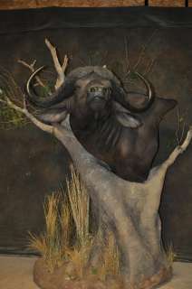   Buffalo Pedestal Mount Habitat Africa Deer Horns Mount Taxidermy Decor