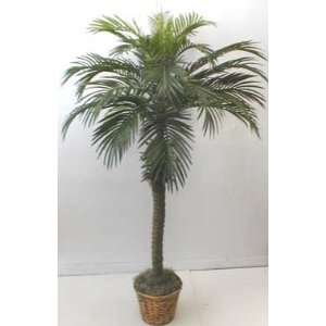  55 Tropical Phoenix Palm