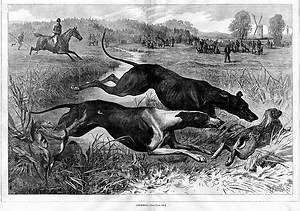 GREYHOUND DOGS COURSING FOR HARE, RABBIT HUNT, HORSES  
