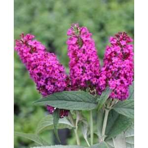  BUTTERFLY BUSH MISS RUBY / 1 gallon Potted: Patio, Lawn 