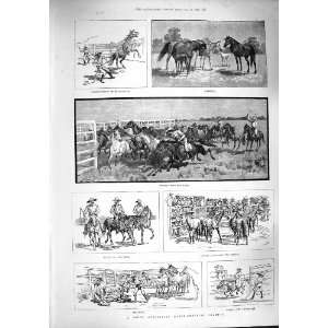   1887 AUSTRALIA HORSE BREEDING STATION BRANDING BUYERS: Home & Kitchen