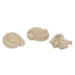 12 Natural Off White Sea Shells Decorative Accent Pieces 3.5   4 
