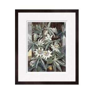  Passion Flowers Framed Giclee Print