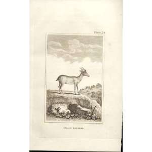  Indian Roe Deer 1812 Buffon Natural History Plate 74
