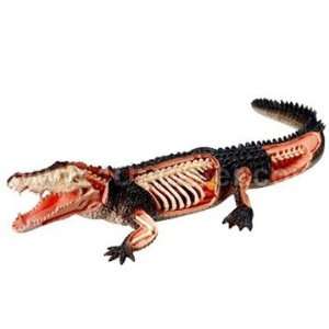  Visible Crocodile Anatomy Kit Toys & Games