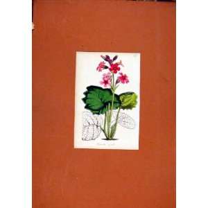   Primula Flower Plant C1831 Antique Print Hand Colored