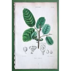   Cloth Tree Antiaris Toxicaria   1846 H/C Hand Colored Antique Print