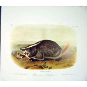  Badger Quadruped Audubon Color Old Print Antique Art: Home 
