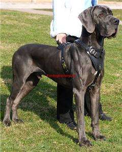 Padded Agitation Leather Dog Harness H1   Great Dane  