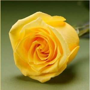 25 Fresh Roses Yellow   16 Inch Length Each Stem  Grocery 