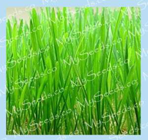 WHEAT GRASS HARD RED SPRING ~ PET FOOD ~ SPROUTING SEED  