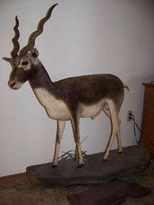 Real Full Body Mounted India Black Buck Taxidermy LOOK  