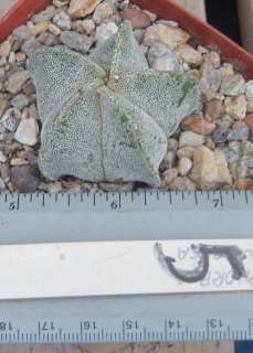 Astrophytum myriostigma Bishops Cap Spineless Cactus 5  