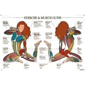  Exercise & Muscle Guide Chart (Female): Industrial 