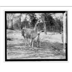  Historic Print (L) Zoo, llama