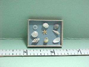 Shell Collection Wooden Tray   M3 Dollhouse Miniature  