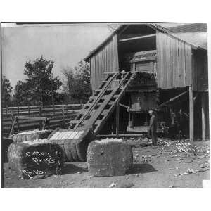  Bales of cotton in front of cotton press,Chandler,horse 