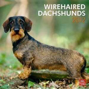  Wirehaired Dachshunds 2012 Wall Calendar 12 X 12 Office 