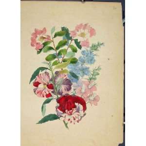  Flora Fauna Flower Colour Old Print Fine Art 1855: Home 