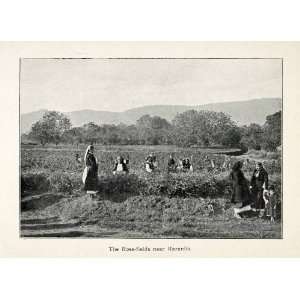  1907 Halftone Print Bulgaria Rose Field Kazanlik Farm 