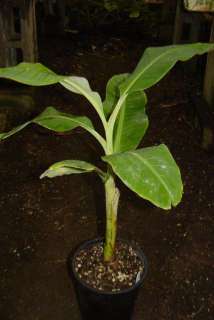 species info this banana plant holds silk like leaves and is one of 