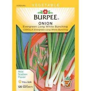 Burpee Bunching Onion Evergreen Long White Seed 66373 at The Home 