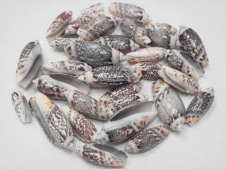 LETTERED OLIVE SEA SHELL BEADS CRAFT 25 PCS #7543  