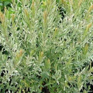 Variegated Willow Tree S117818 