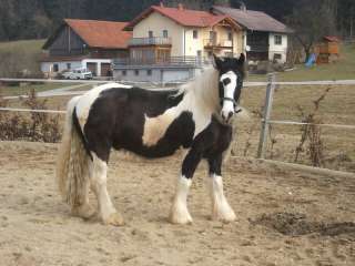 jährigen Irish Tinker Wallach in Kr. Passau   Passau  Pferde 